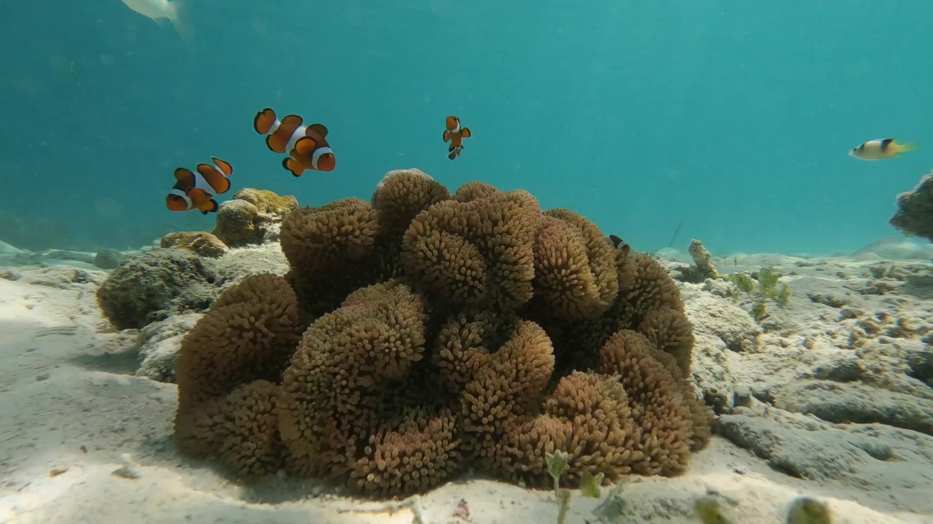 Thumbnail for Under the sea...